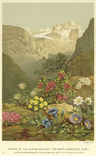 Pflanzen der alpinen Region, die Nordkalkalpen von English School