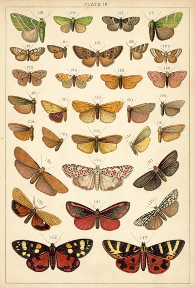 Tafel aus Unseres Landes Schmetterlinge und Motten von English School