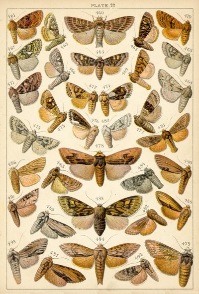 Tafel aus Unseres Landes Schmetterlinge und Motten von English School