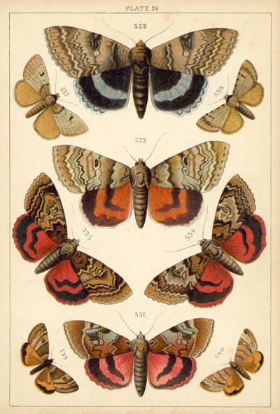 Tafel aus Unseres Landes Schmetterlinge und Motten von English School
