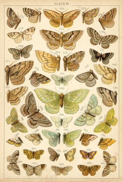 Tafel aus Unseres Landes Schmetterlinge und Motten von English School