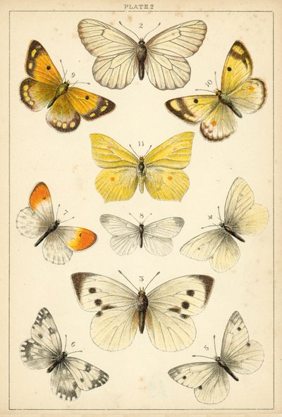 Tafel aus Unseres Landes Schmetterlinge und Motten (Chromolithografie) von English School
