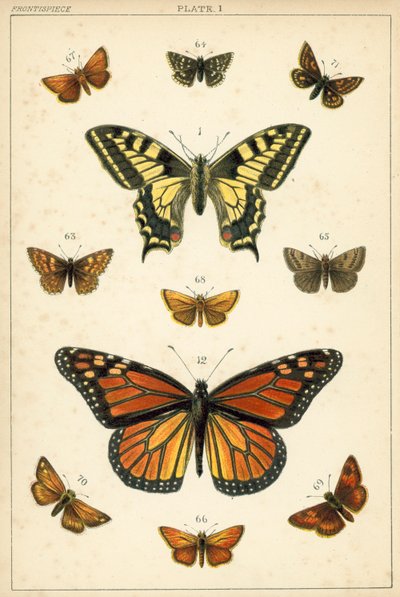 Tafel aus Unseres Landes Schmetterlinge und Motten (Chromolithografie) von English School