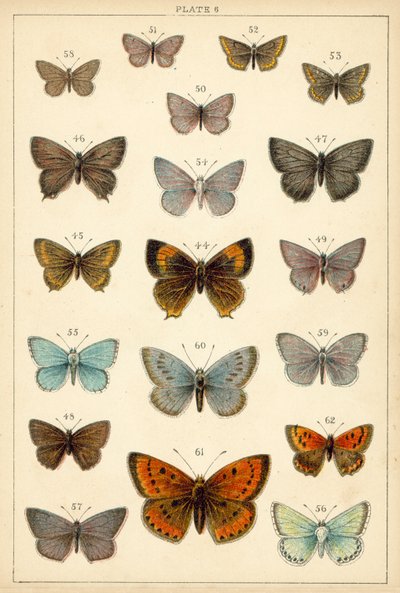 Tafel aus Unseres Landes Schmetterlinge und Motten (Chromolithografie) von English School