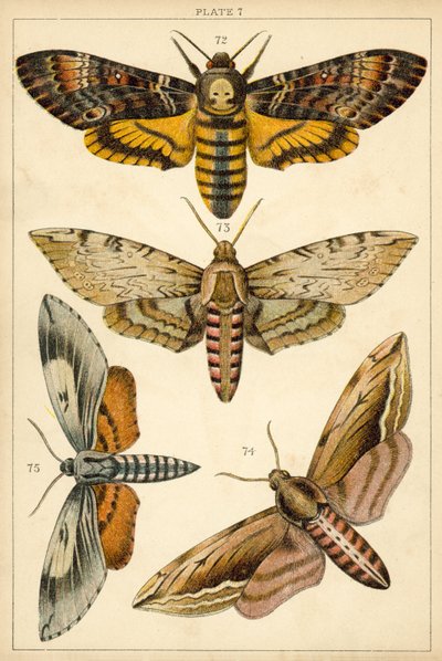 Tafel aus Unseres Landes Schmetterlinge und Motten (Chromolithografie) von English School