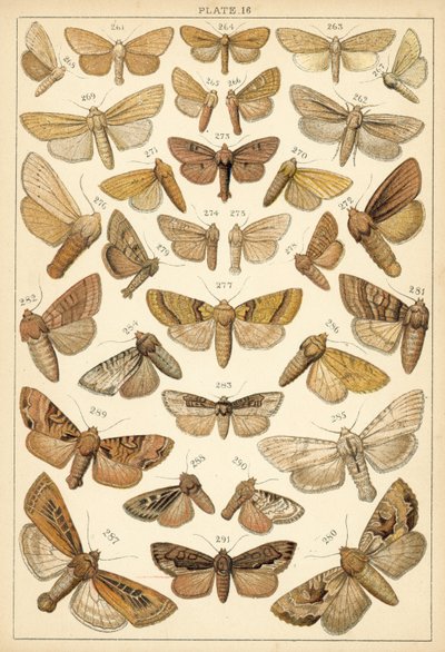 Tafel aus Unseres Landes Schmetterlinge und Motten (Chromolithografie) von English School