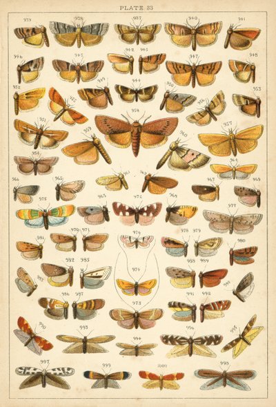 Tafel aus Unseres Landes Schmetterlinge und Motten (Chromolithografie) von English School