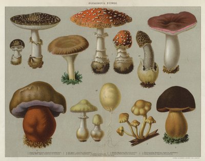 Giftige Pilze (Farblithographie) von English School