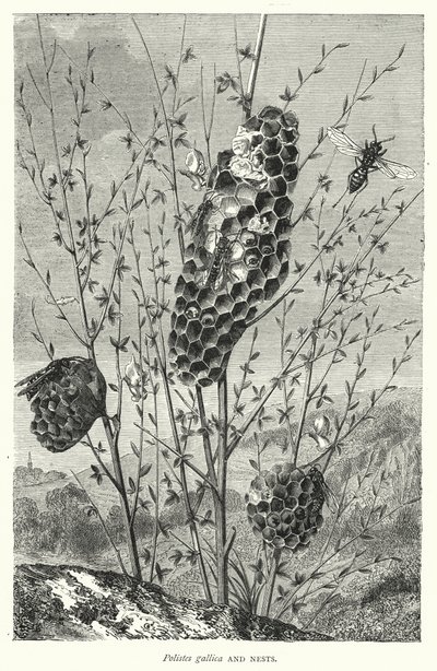 Polistes gallica und Nester von English School