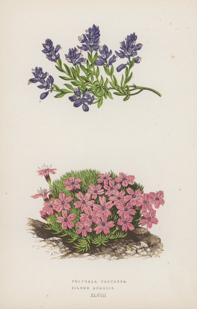 Polygala Calcarea; Silene Acaulis von English School