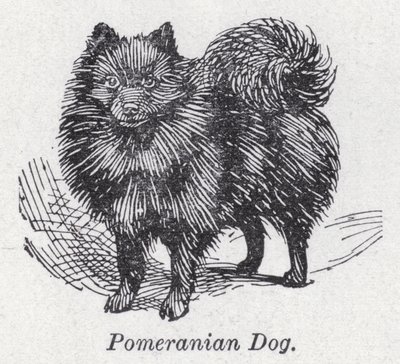 Pommerscher Hund von English School