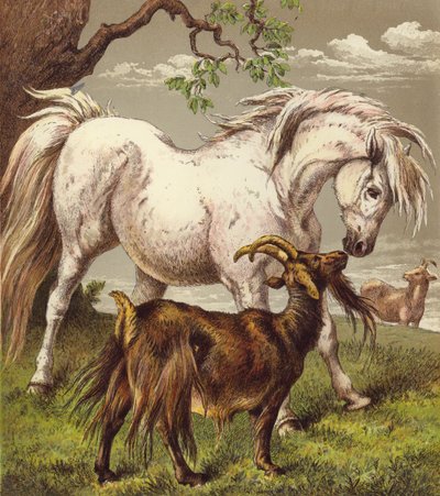 Pony und Ziegen von English School