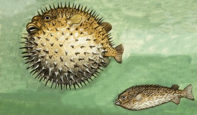 Kugelfisch von English School