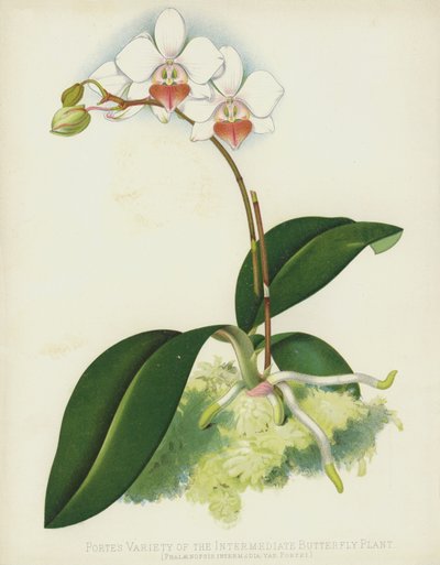 Portes Variante der Mittleren Schmetterlingspflanze, Phalaenopsis Intermedia, var Portei von English School