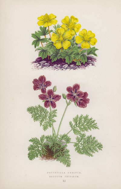 Potentilla Ambigua; Erodium Petraeum von English School