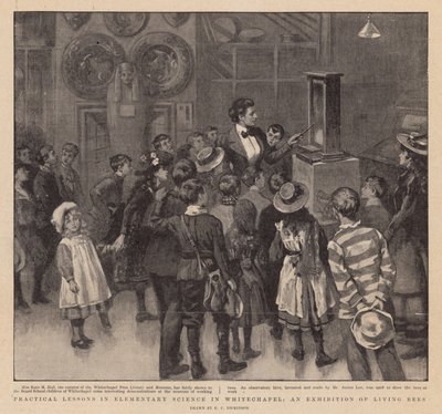 Praktische Lektionen in elementarer Wissenschaft in Whitechapel; Eine Ausstellung lebender Bienen von English School