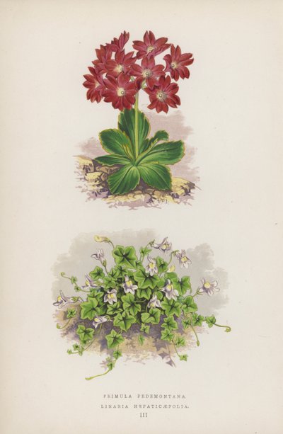 Primula Pedemontana; Linaria Hepaticaefolia von English School