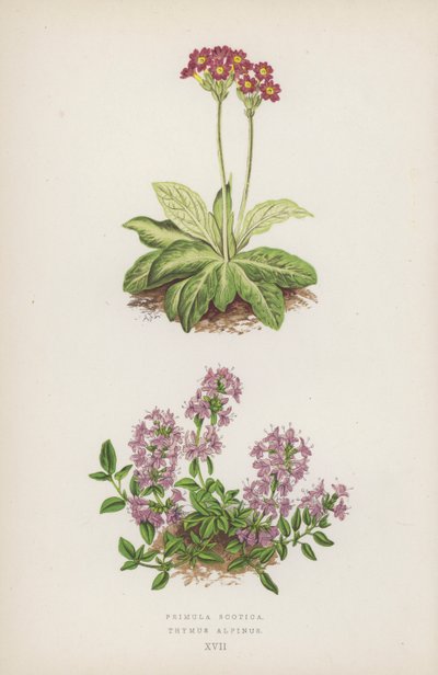 Primula Scotica; Thymus Alpinus von English School