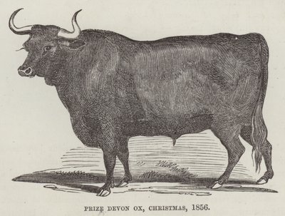 Preisgekrönter Devon-Ochse, Weihnachten von English School