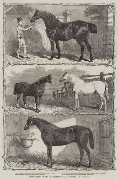 Preispferde in der Agricultural Hall, Islington (Gravur) von English School
