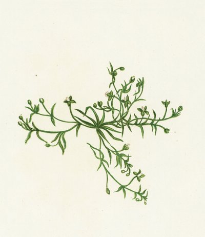 Niederliegendes Perlgras, Sagina Procumbens von English School