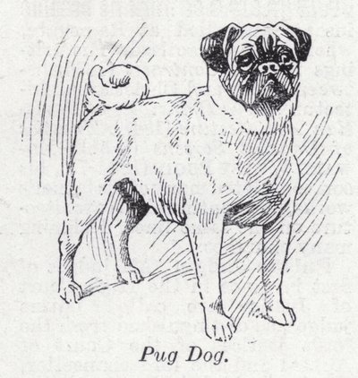 Mops von English School
