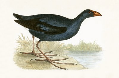 Purpurhuhn, Illustration aus 
