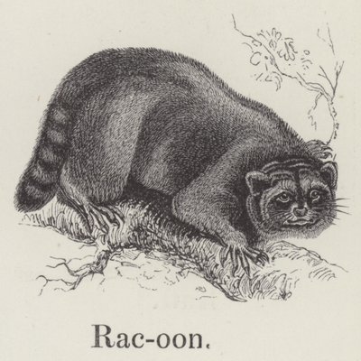 Waschbär von English School