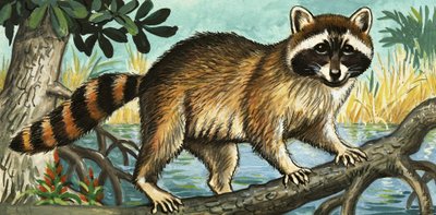 Waschbär von English School