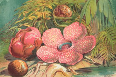 Rafflesia Arnoldii, Riesenblume der Regenwälder Sumatras von English School