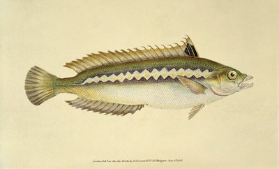 Regenbogenlippfisch, Pl.96 aus "Die Naturgeschichte der britischen Fische", veröffentlicht von E. Donovan und F.C. & J. Rivington von English School