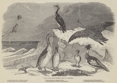Seltene Wintervögel, kürzlich in Yorkshire geschossen (Stich) von English School