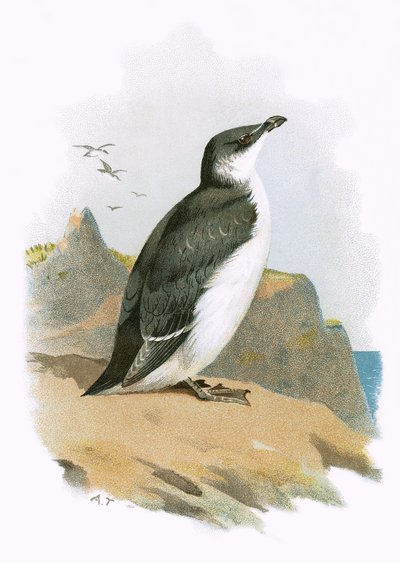 Tordalk von English School