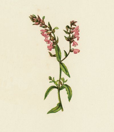 Rote Bartsie, Bartsia Odontites von English School