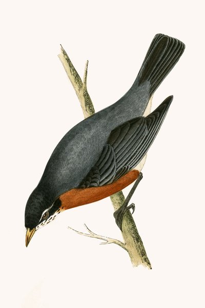 Rotbrustdrossel, Illustration aus 