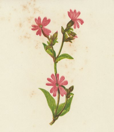 Rote Lichtnelke, Lychnis Dioica von English School