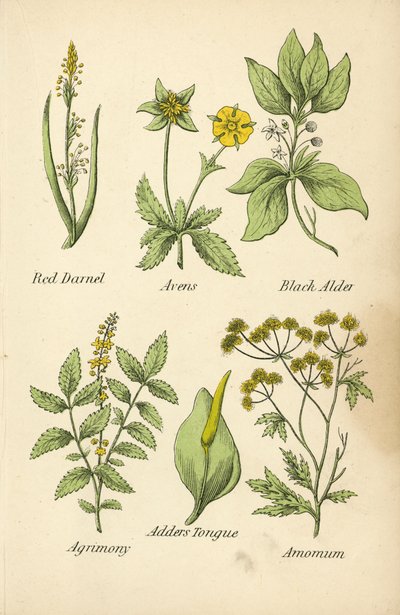 Rotes Taumelkorn, Nelkenwurz, Schwarzer Holunder, Odermennig, Natternzunge, Amomum von English School