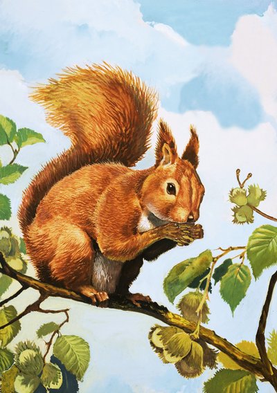 Rotes Eichhörnchen von English School