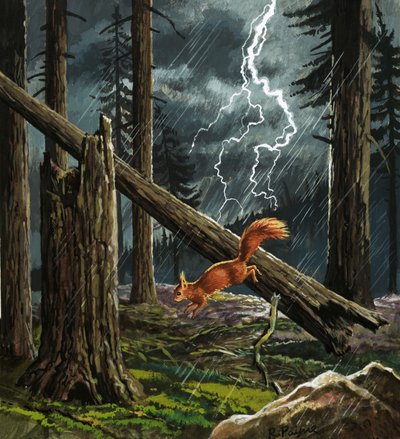 Rotes Eichhörnchen im Sturm von English School