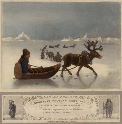 Rentiere reisen in Lappland von English School