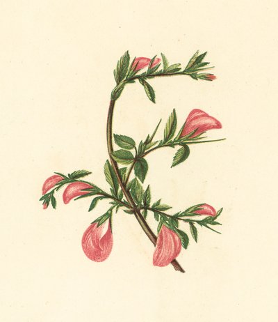 Acker-Hauhechel, Ononis Arvensis von English School
