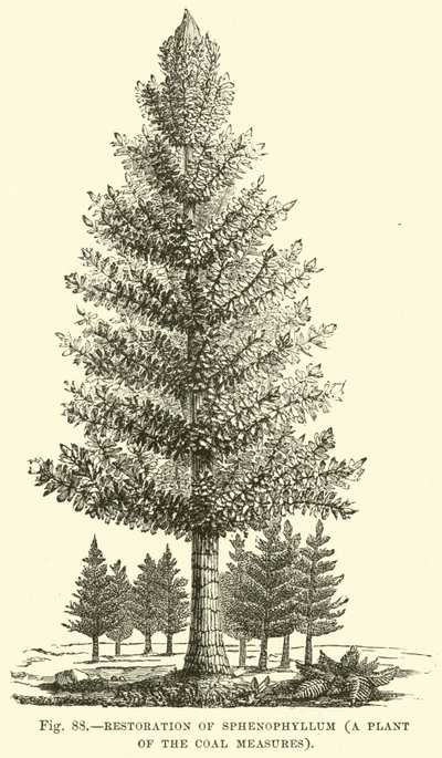 Restaurierung von Sphenophyllum, einer Pflanze der Kohleflöze von English School