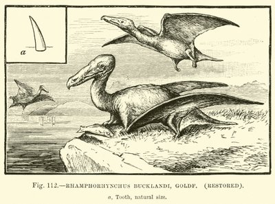Rhamphorhynchus Bucklandi, Goldf (restauriert) von English School