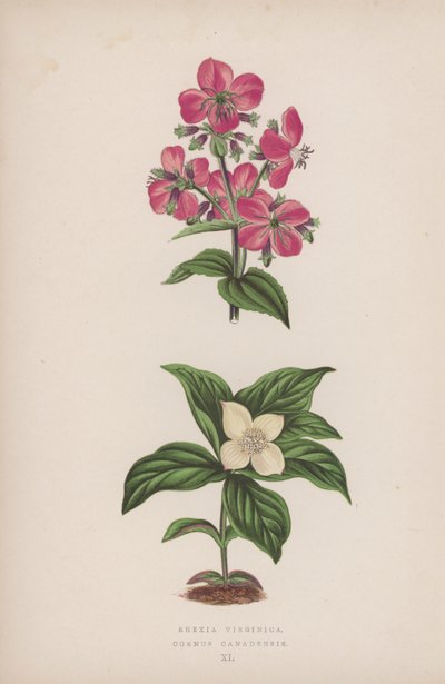 Rhexia Virginica; Cornus Canadensis von English School