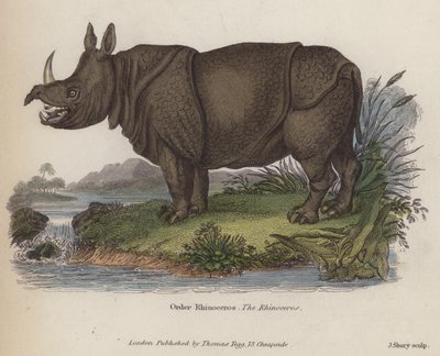 Nashorn (farbige Gravur) von English School