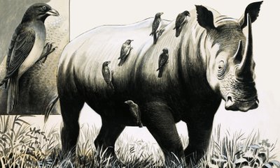 Nashorn und Madenhacker von English School
