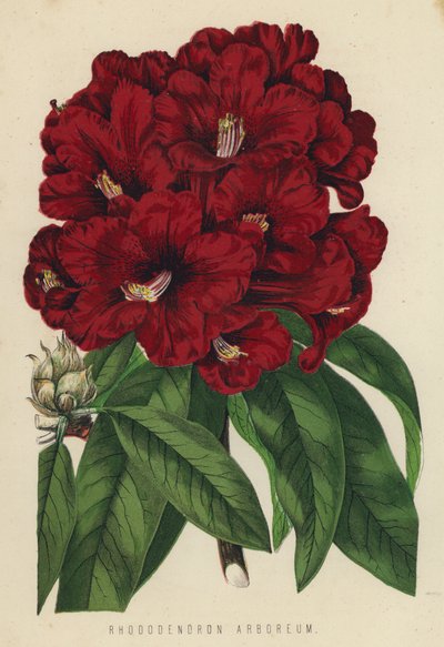 Rhododendron Arboreum von English School