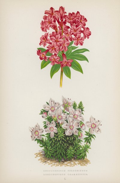 Rhododendron Ferrugineum; Rhododendron Chamaecistus von English School
