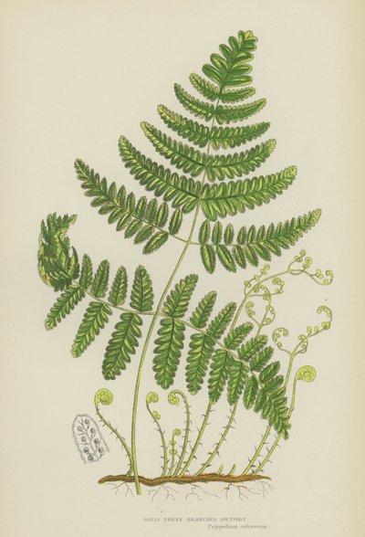 Steifer Dreizweigiger Tüpfelfarn (Farblithografie) von English School