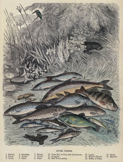 Flussfische von English School